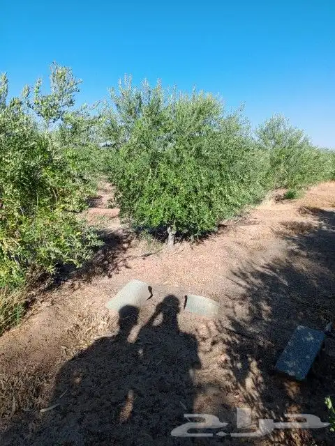 يوجد لدينا أنواع الشجرة والزيتون النخيل عربي مثمره 8