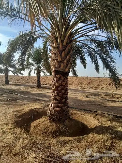 جميع أعمال النخيل والاشجار 4