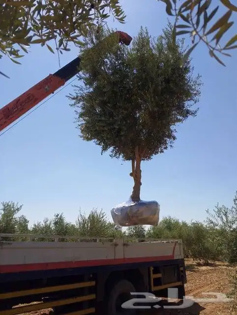 يوجد لدينا أنواع الشجرة والزيتون النخيل عربي مثمره 9