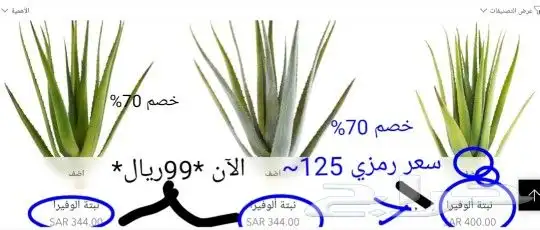 صبار الوفيرا طبيعي عضوي مفيد للبشرة والشعر مفيد جنسيآ 2