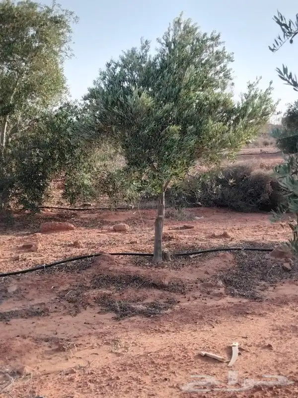 أشجار زيتون للبيع جميع الاحجام 1