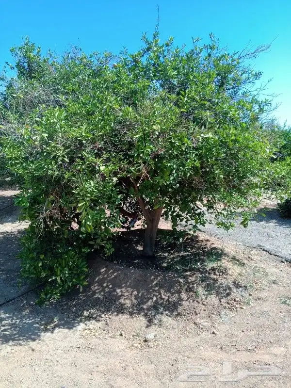 يوجد لدينا أنواع الشجرة والزيتون النخيل عربي مثمره 1