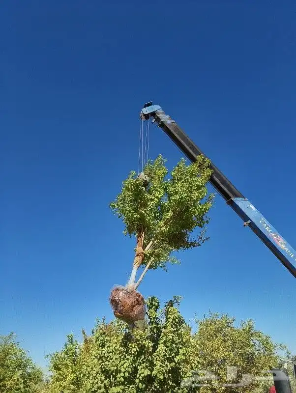 يوجد لدينا أنواع الشجرة والزيتون النخيل عربي مثمره 0