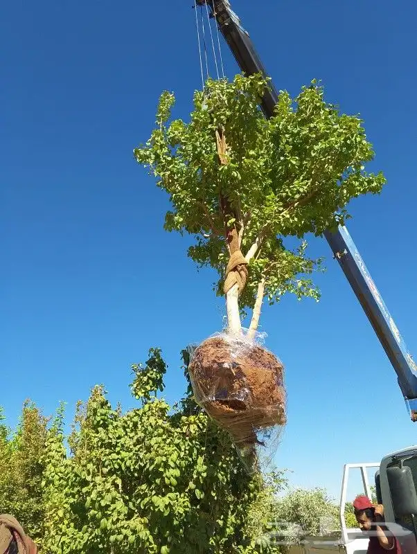 يوجد لدينا أنواع الشجرة والزيتون النخيل عربي مثمره 2