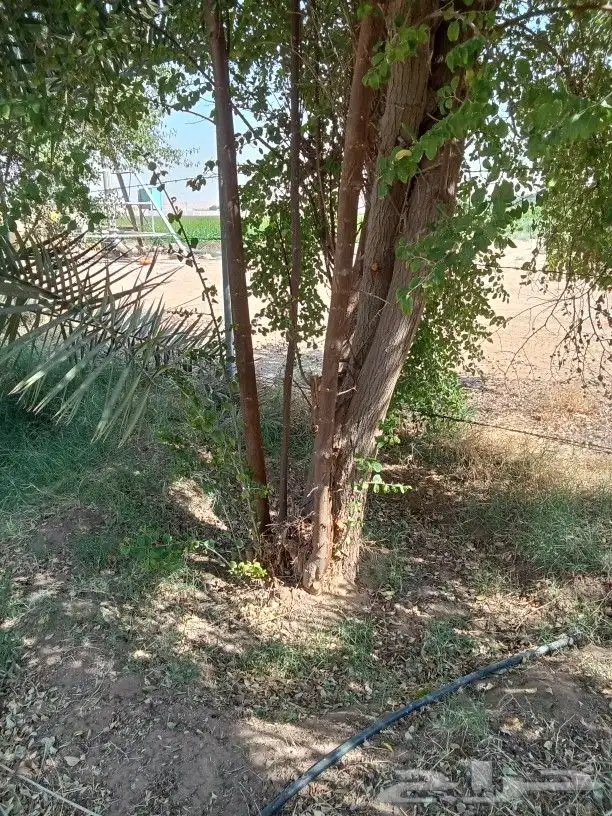 سدر بلدي حجم كبير 2