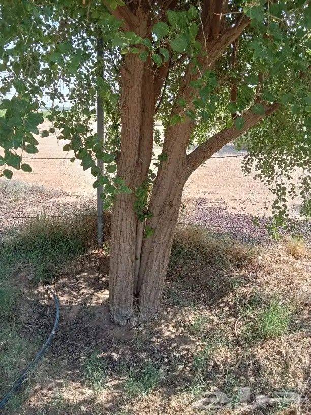 سدر بلدي حجم كبير 0