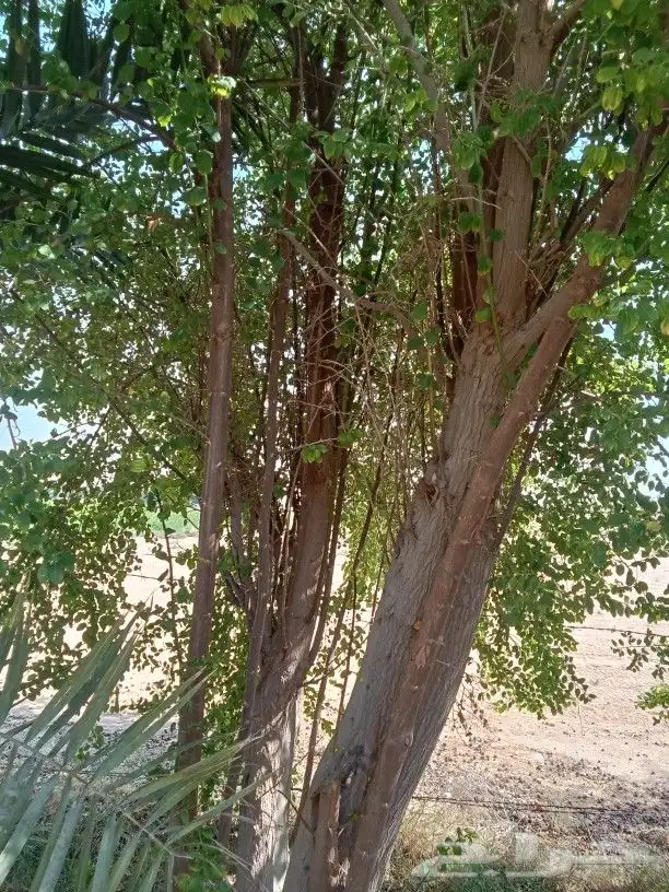 سدر بلدي حجم كبير 3