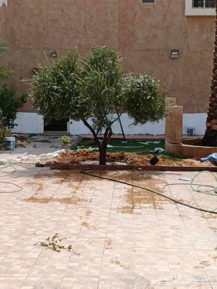 زيتون معمر 7