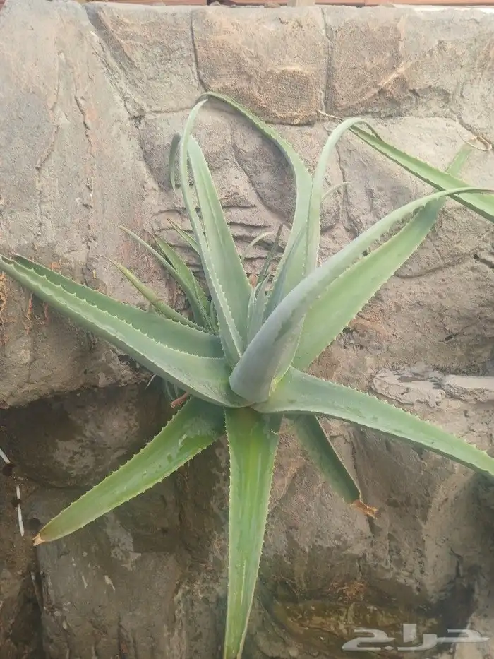 صبار الوفيرا طبيعي عضوي مفيد للبشرة والشعر مفيد جنسيآ 3