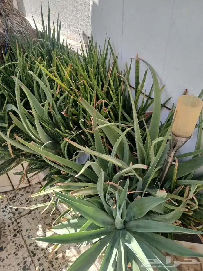 صبار الوفيرا طبيعي عضوي مفيد للبشرة والشعر مفيد جنسيآ 0