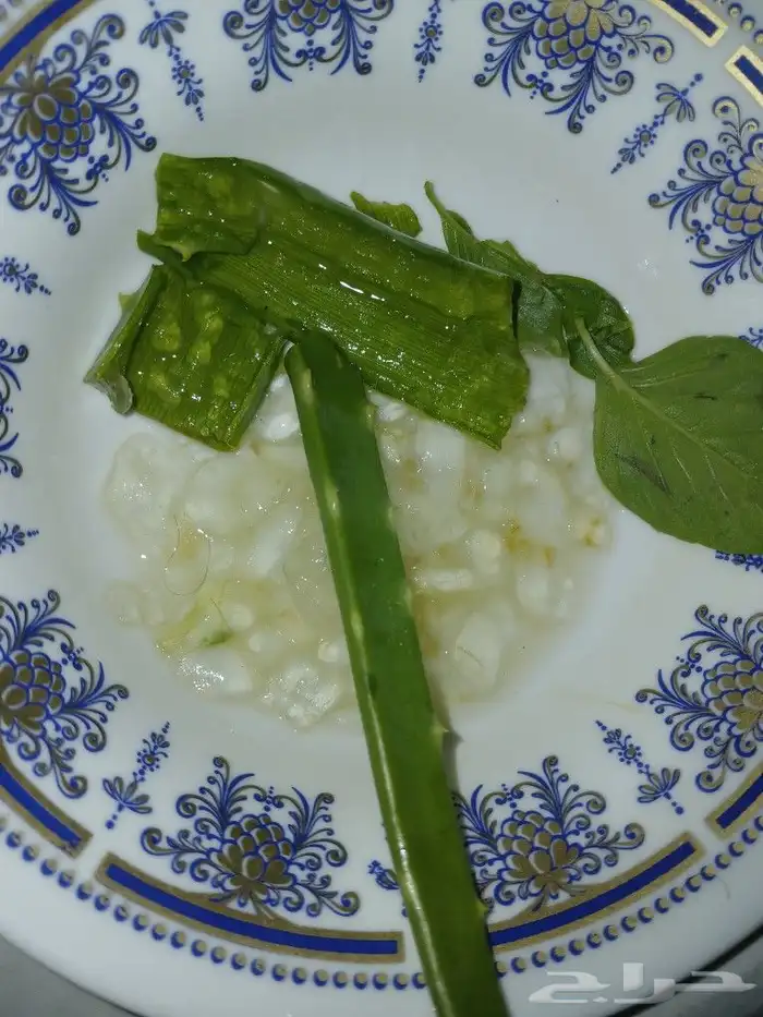 صبار الوفيرا طبيعي عضوي مفيد للبشرة والشعر مفيد جنسيآ 1