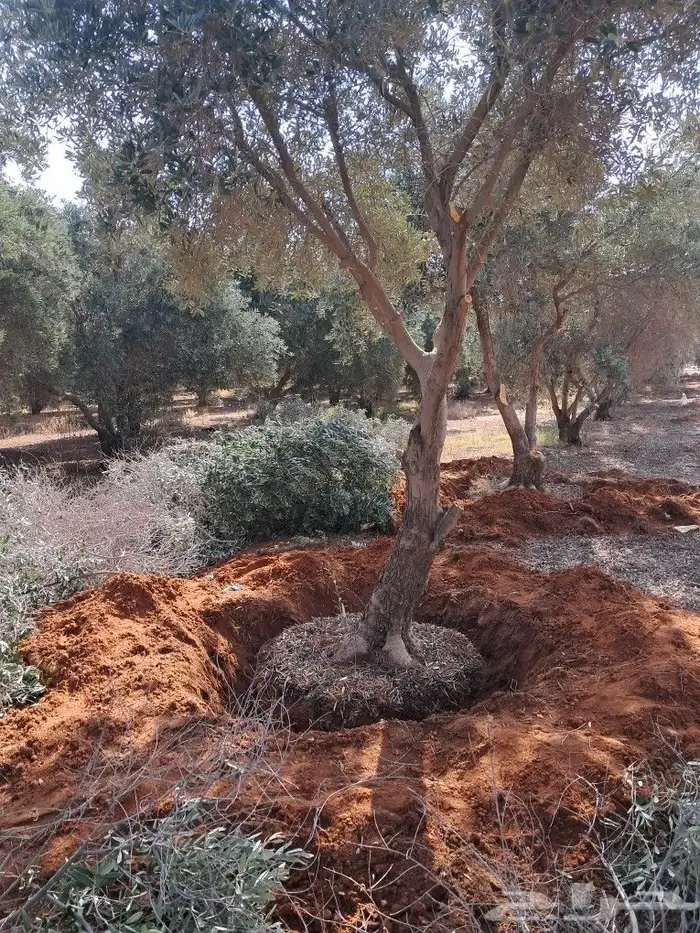 جميع أعمال النخيل والاشجار 0