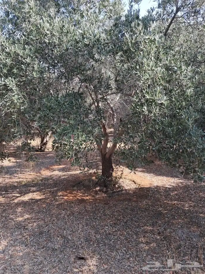 جميع أعمال النخيل والاشجار 1