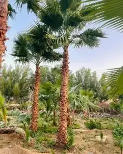 نخل واشنطونياء زينة للبيع 4