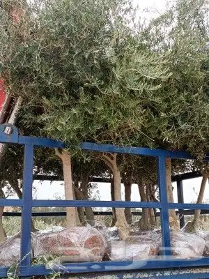 يوجد لدينا جميع انواع الزيتون المثمر لتواصل علا 9