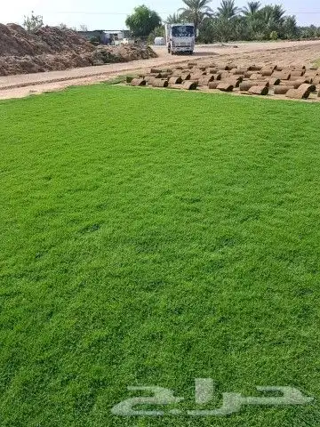 ثيل سي 2000 صافي وطبيعي جراده قولي 1