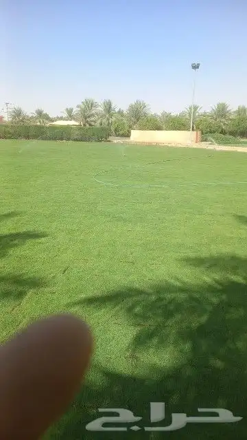 ثيل نجيل عشب طبيعي c2000 فرنسي انتورو ياباني 1