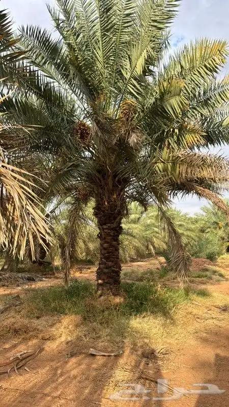 نخيل مثمرة 0