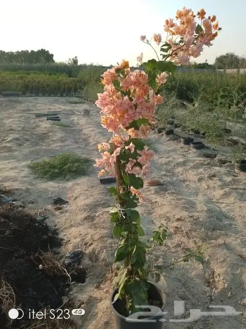تنسيق حدائق 2