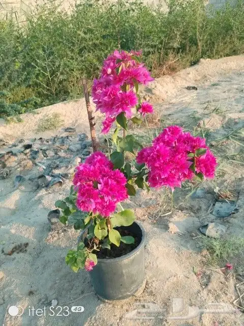 تنسيق حدائق 3