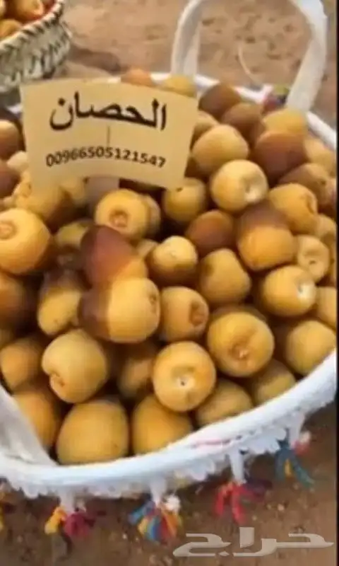 نخيل مثمرة 8