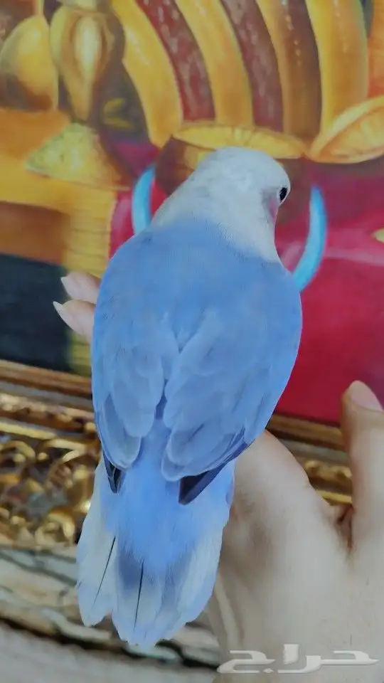 للبيع ببغاء الروز اليف جدأ 1