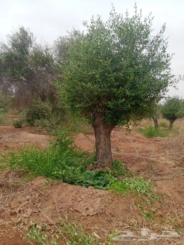 شجره زيتون فاخر 5