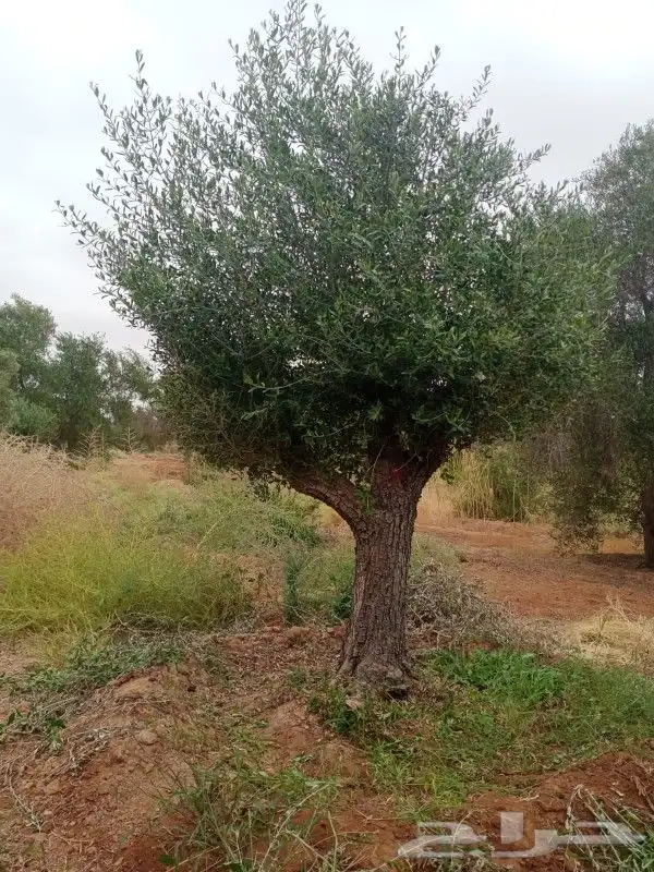 شجره زيتون فاخر 2