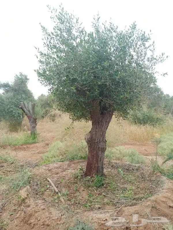 شجره زيتون فاخر 8