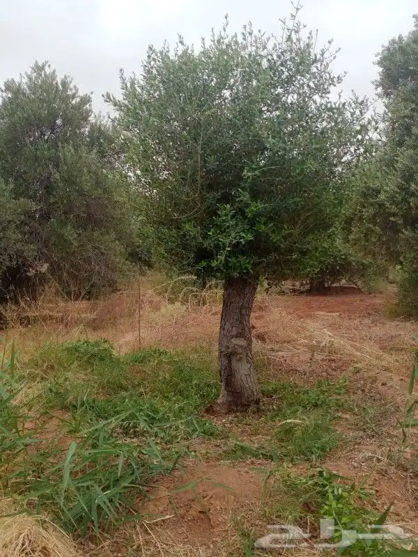شجره زيتون فاخر 4
