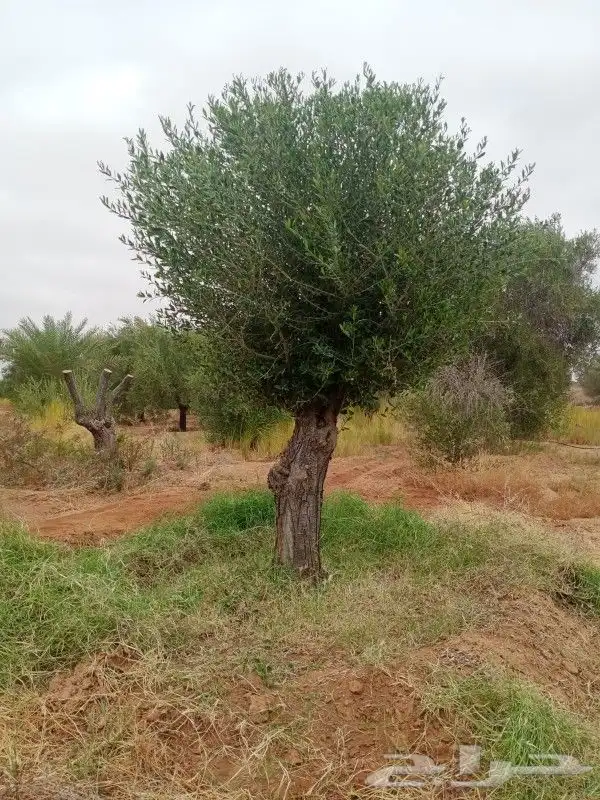شجره زيتون فاخر 13