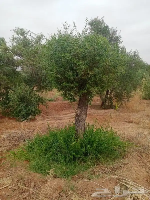شجره زيتون فاخر 9