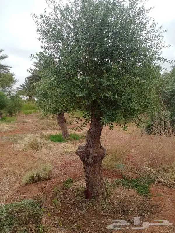 شجره زيتون فاخر 10