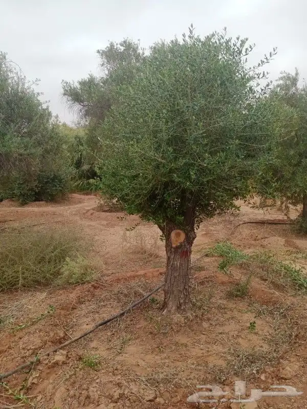 شجره زيتون فاخر 6