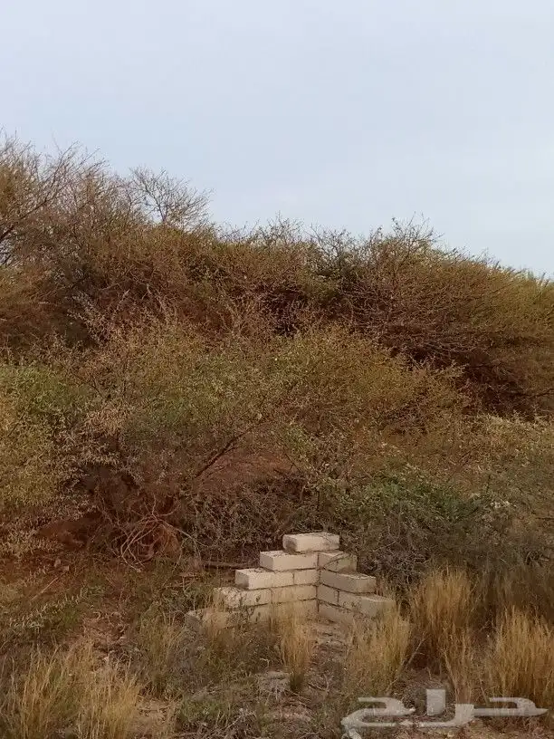 أرض قريبة من البحر في جزيرة فرسان قرية السقيد 9