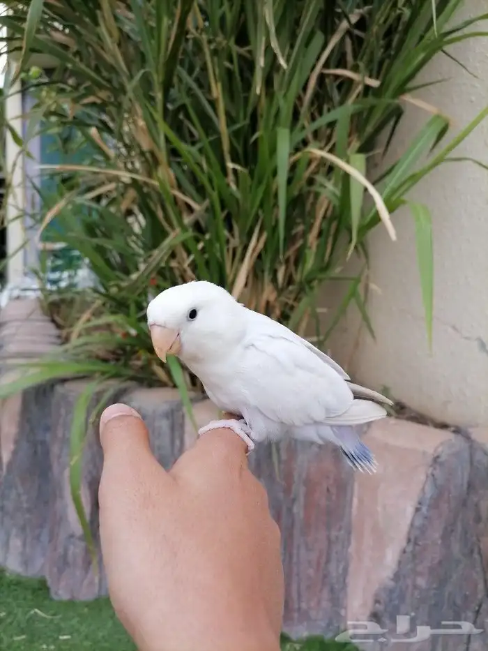 ببغاء روز 0