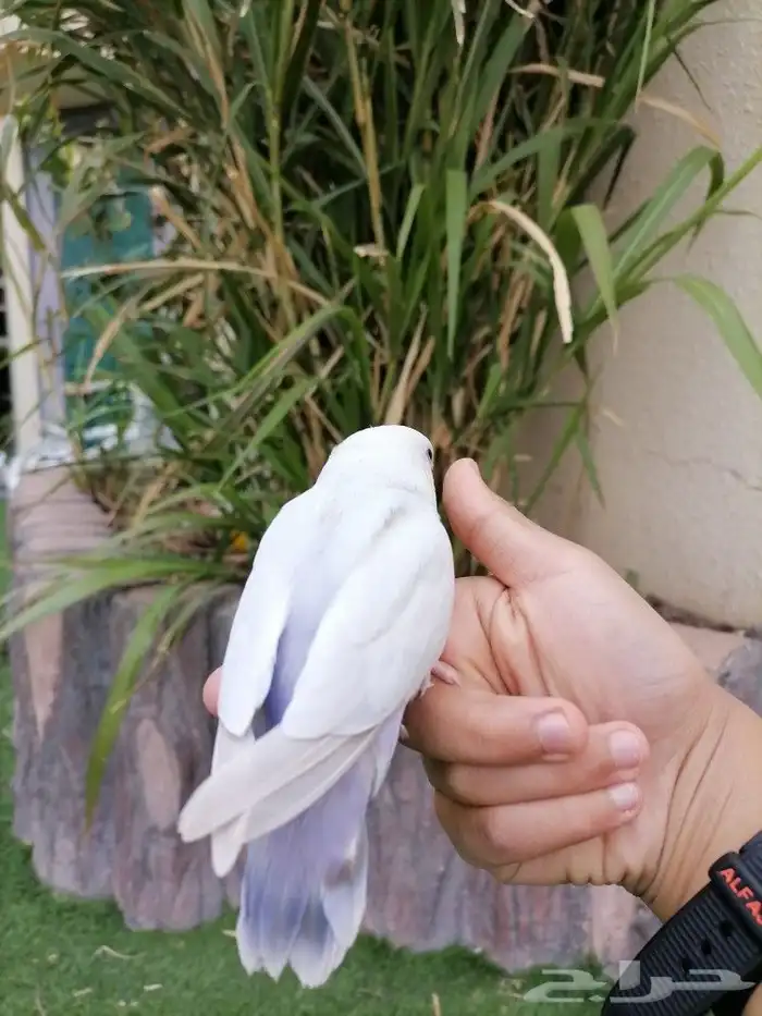 ببغاء روز 1