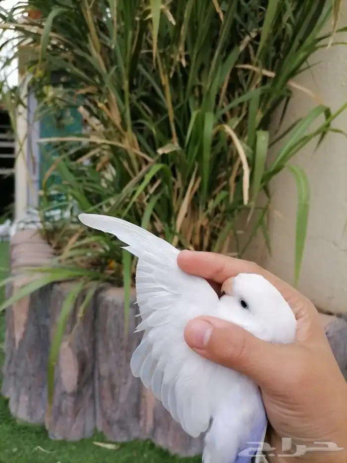 ببغاء روز 4