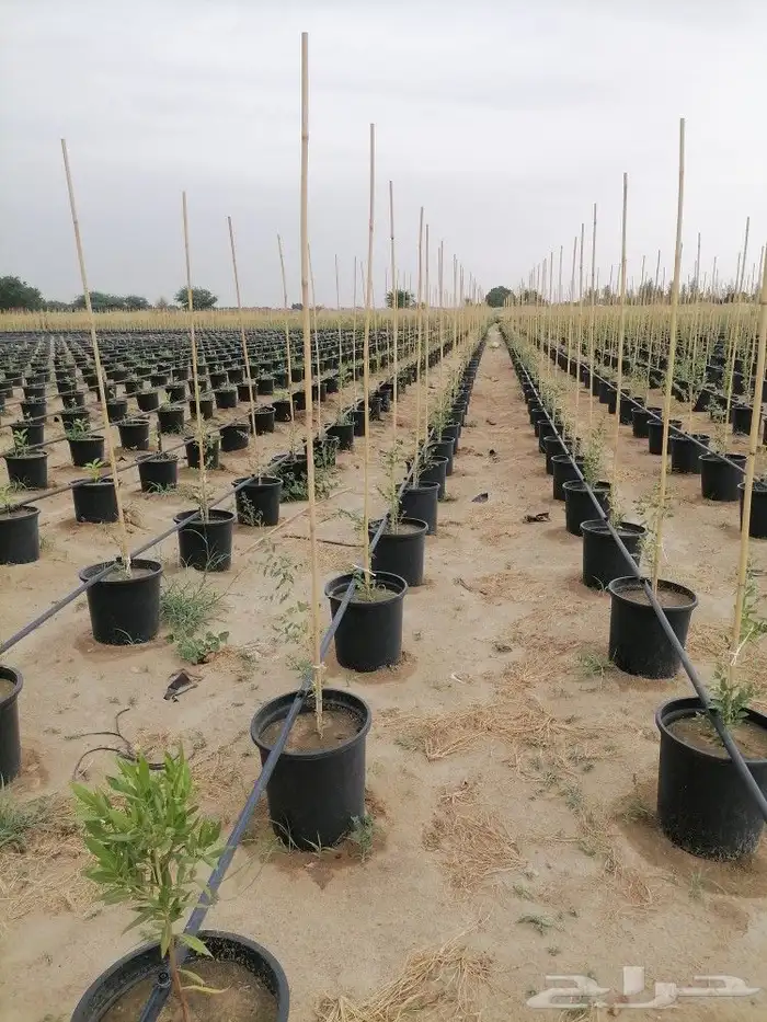 سطول زراعية من المصنع مباشر للعميل منتج سعودي وخامه ممتازه 9