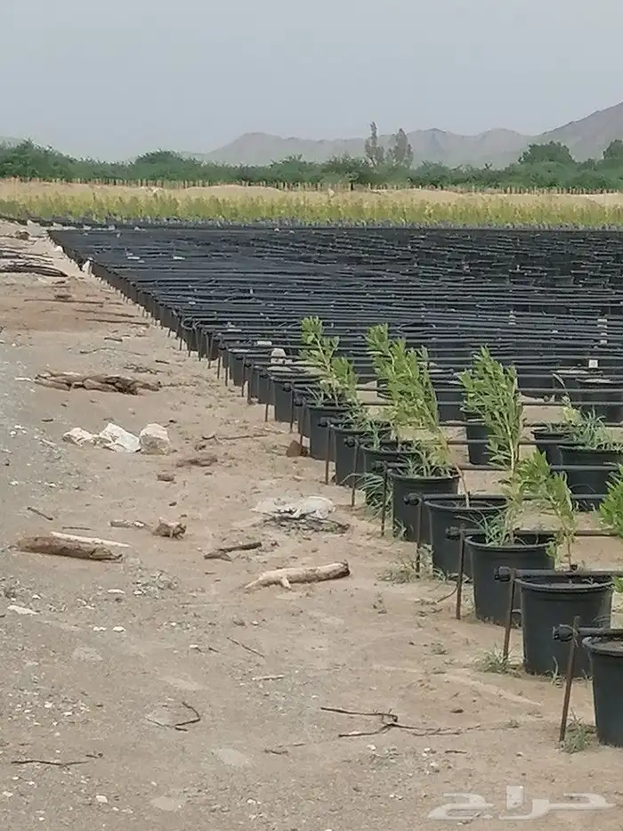 سطول زراعية من المصنع مباشر للعميل منتج سعودي وخامه ممتازه 8