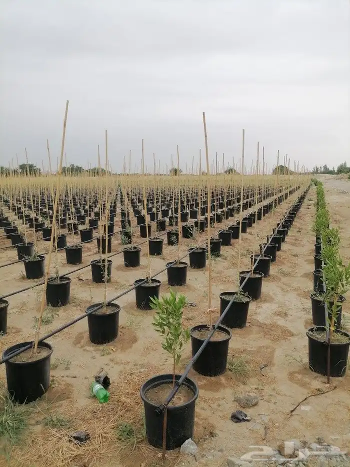 سطول زراعية من المصنع مباشر للعميل منتج سعودي وخامه ممتازه 7