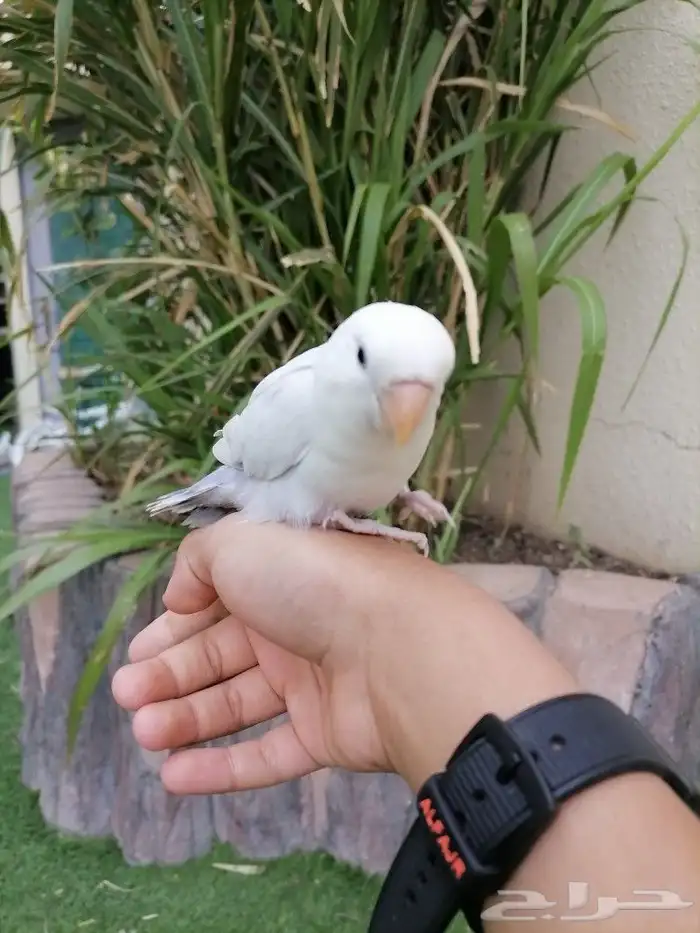 ببغاء روز 7