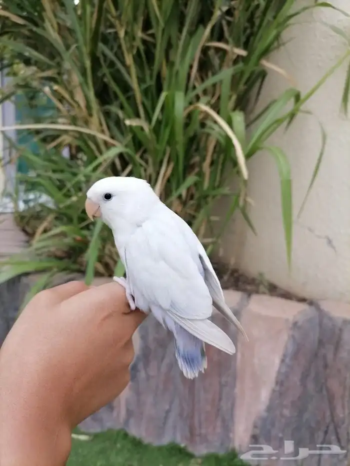 ببغاء روز 3