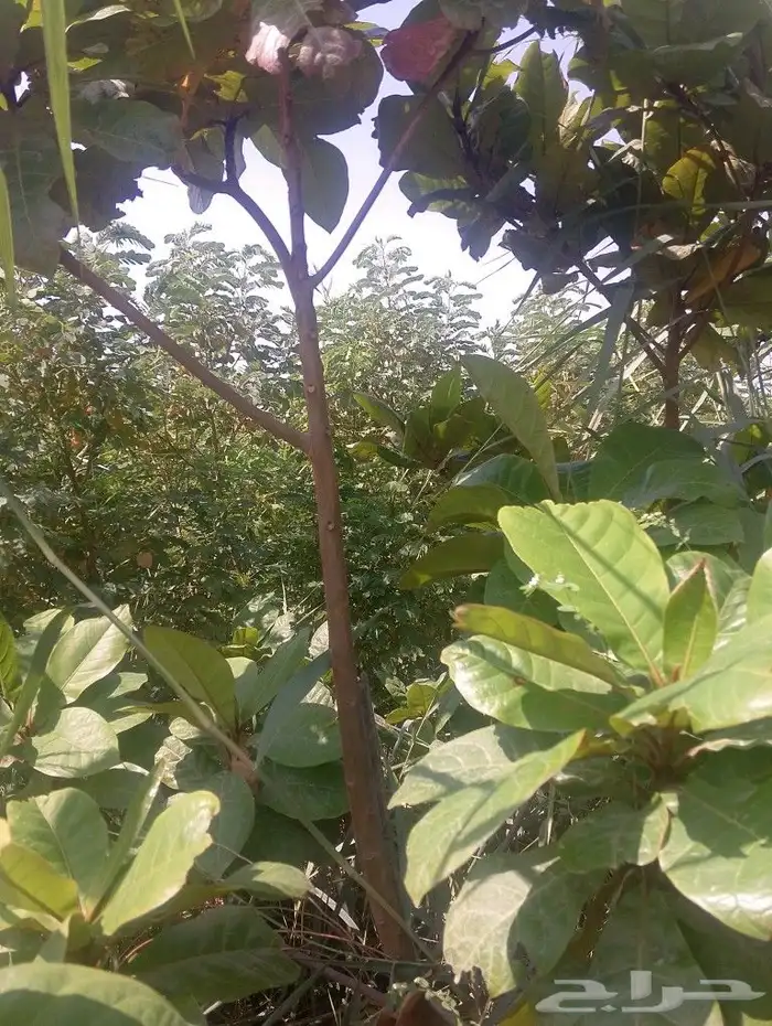 تنسيق حدائق 4