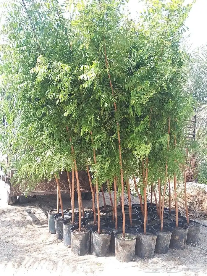تنسيق حدائق 1