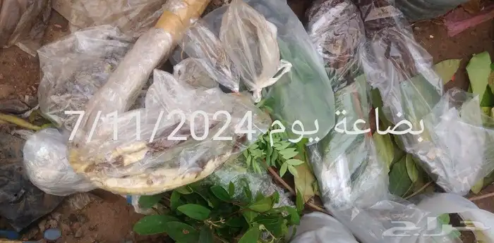 شتلات الزام زام  تايلند مبرقش  مطعمة وموزtaneeوراثةابيض نادر 8