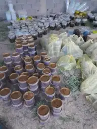 تمور حائل الفاخره 1