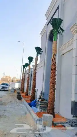 زراعه نخيل 9