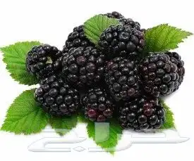 توت البلاك بيري او توت العليق 1