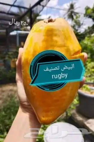 شتلات الزام زام  تايلند مبرقش  مطعمة وموزtaneeوراثةابيض نادر 48